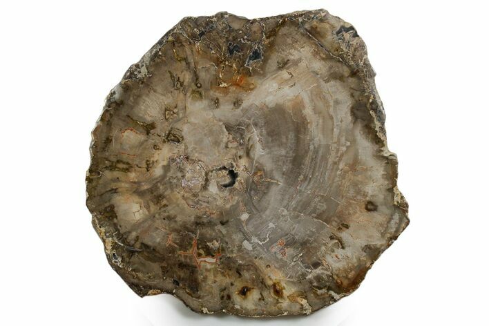 Polished Petrified Wood (Araucaria) Round - Madagascar #355354